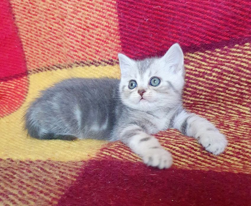 Милашка  з документами