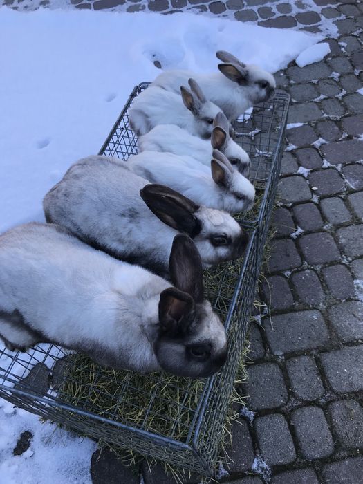 Кролі породи саландер