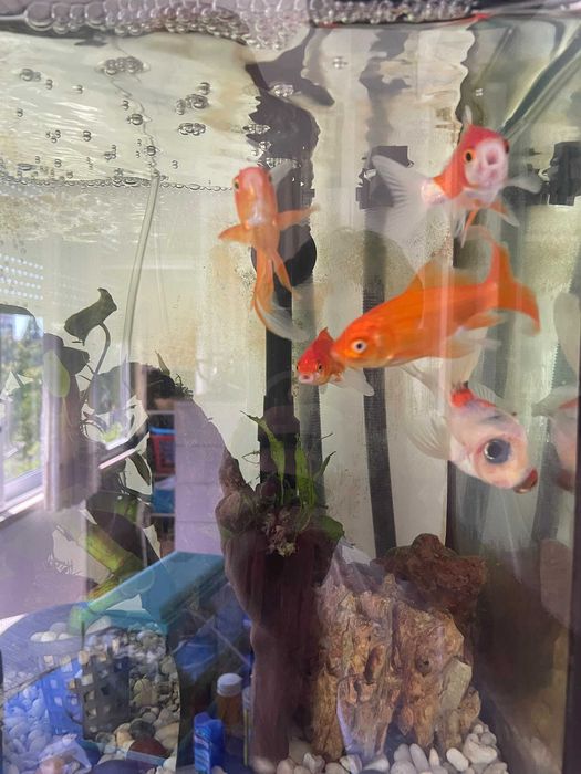 Peixinhos Dourados