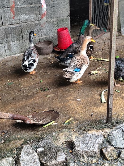 Ovos de pata Rouen férteis