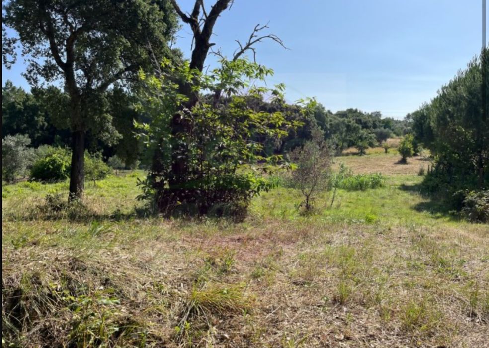 Terreno com vinha e pequeno imovel