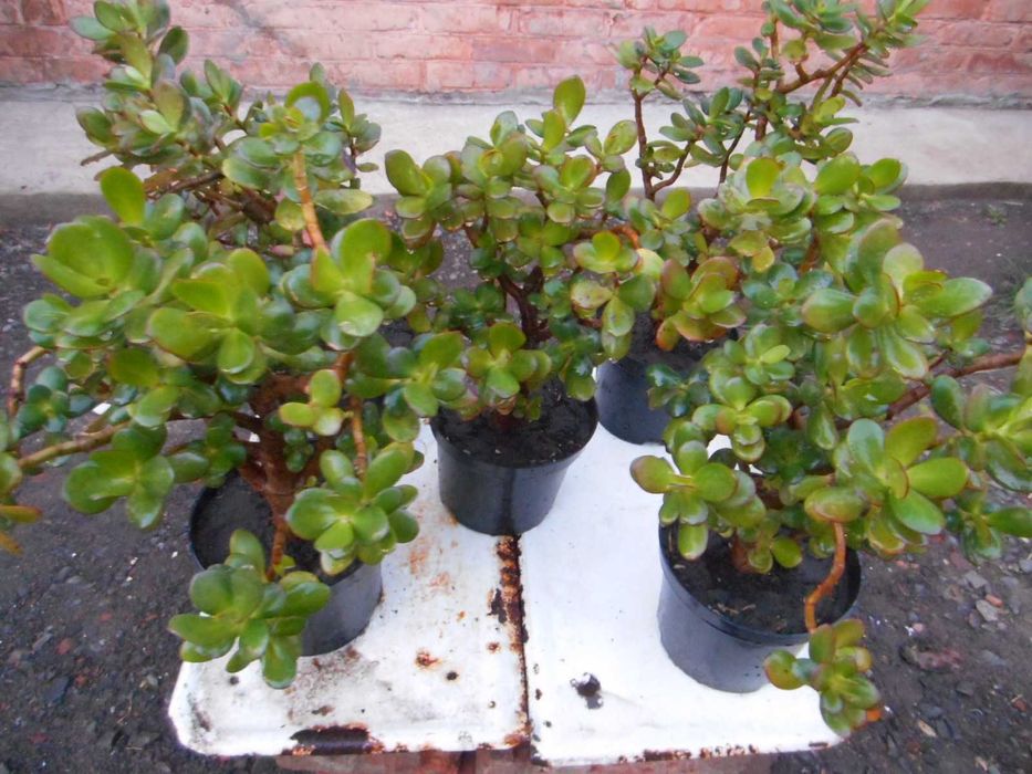 Комнатные растения-денежное дерево,толстянка,крассула,суккуленты.