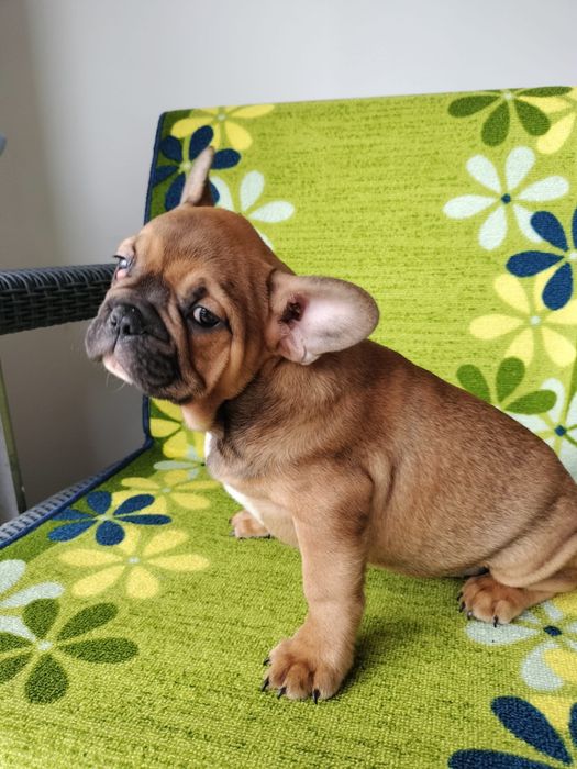Bulldog frances fawn exotico macho