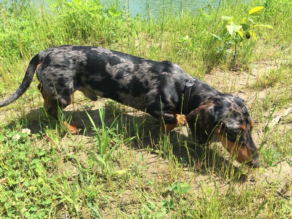 Такса мини. Вязка.