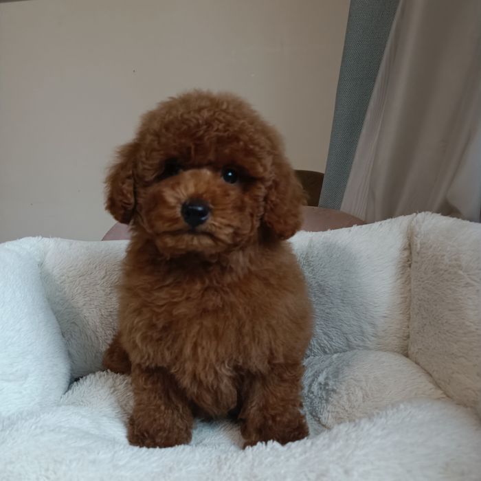 Хлопчик, крові Китай, готовий до переїзду. В Києві.