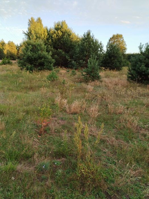 Działka rolno-inwestycyjna na sprzedaż