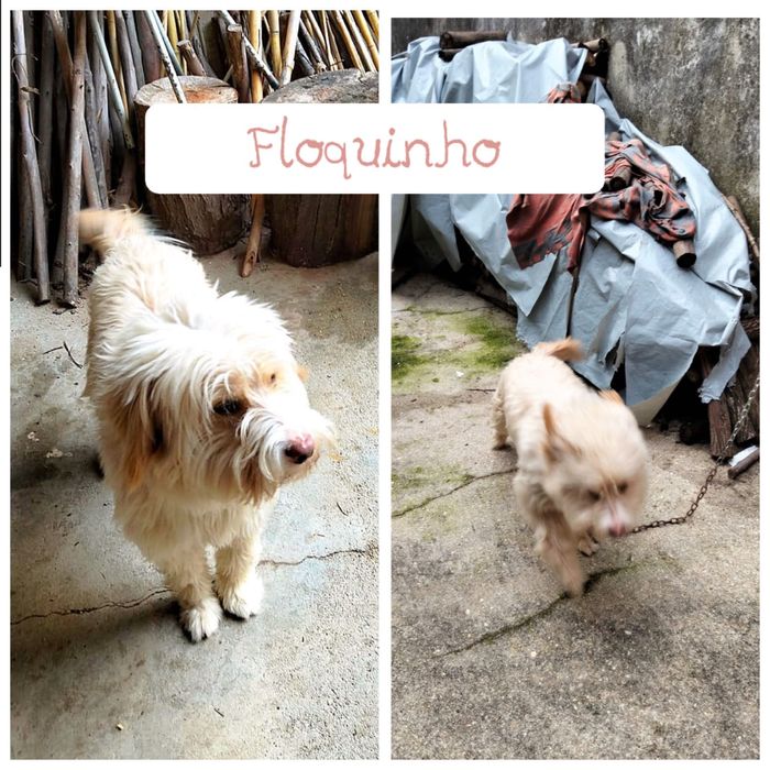 Cão jovem muito bonito, adoção responsável