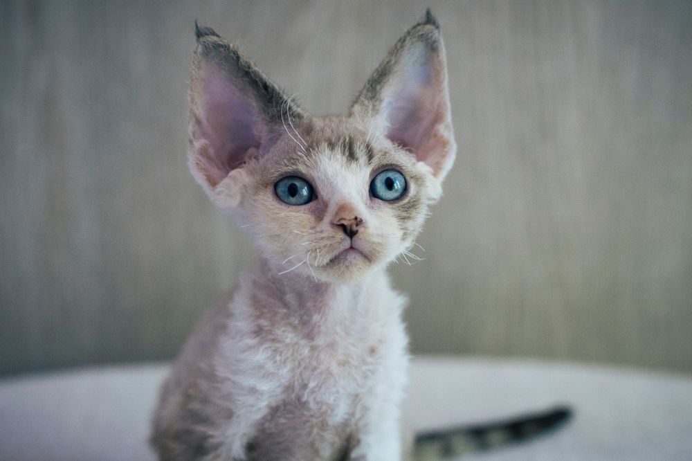 Śliczna koteczka Devon rex - rodowód FPL