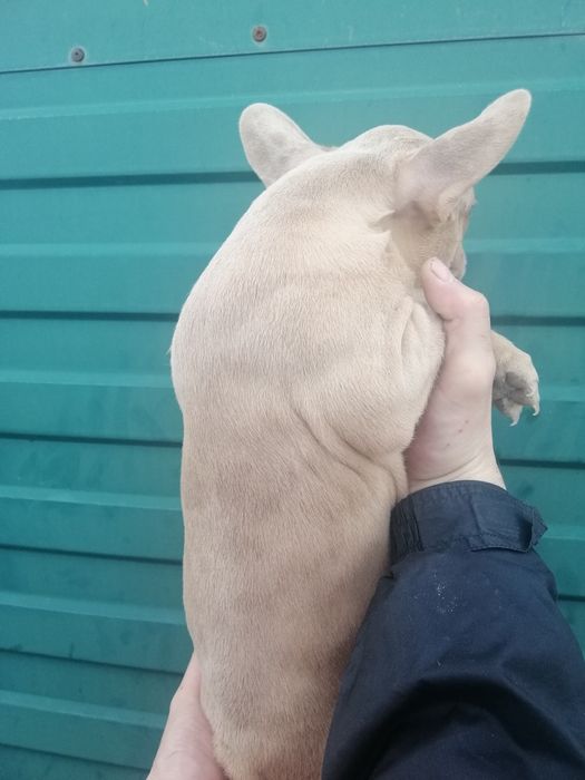 Французькі красунчики та красуні, різниго забарвлення