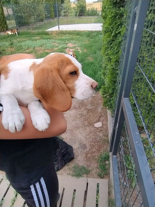 Sprzedam pieska Beagle Bicolor z rodowodem.