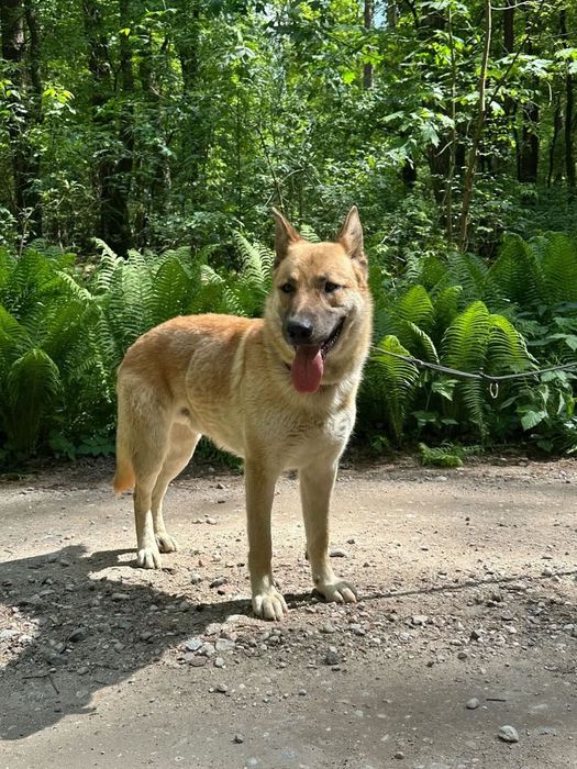 Mlody, przyjacielski Texas poleca się do adopcji