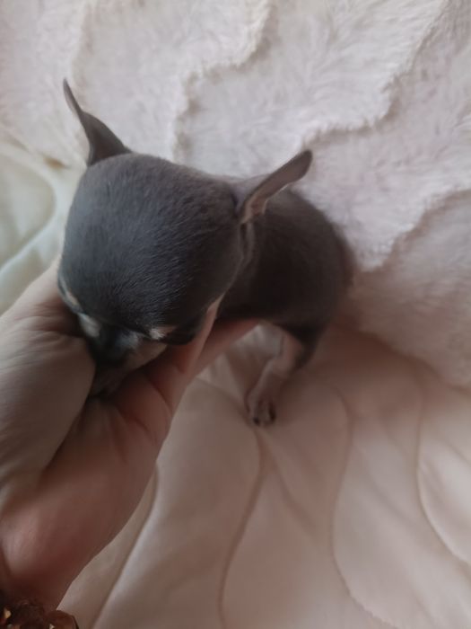 Chihuahua suczka blue xxs