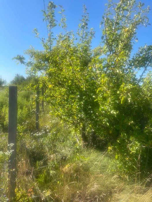 Продам земельну ділянку с.Порозове (0.15 га)