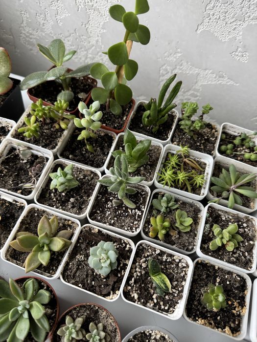 Продам сукуленти