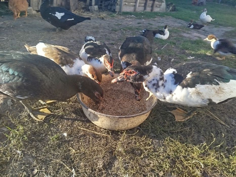 Індокачка, качур шипун, качки