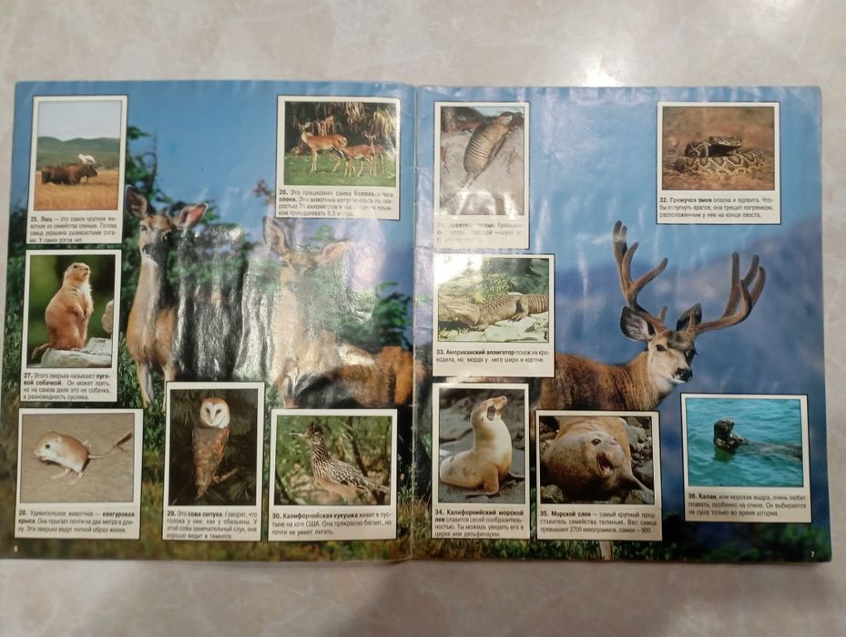 Мир животных panini