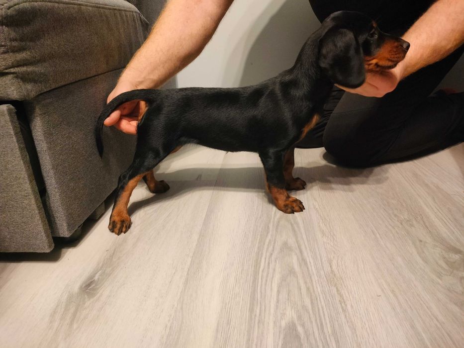 Gończy Słowacki Kopov ZKwP Fci