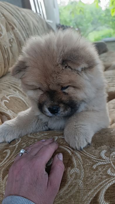 Чау чау чау чау цуценята
