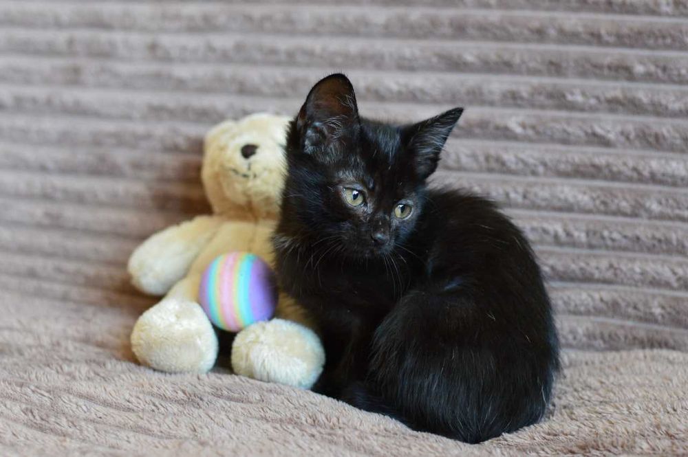 Маленький черный котеночек Мира в поиске семьи, добрая и ласковая