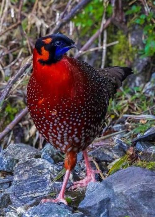 Casal de faisão tragopan satyr