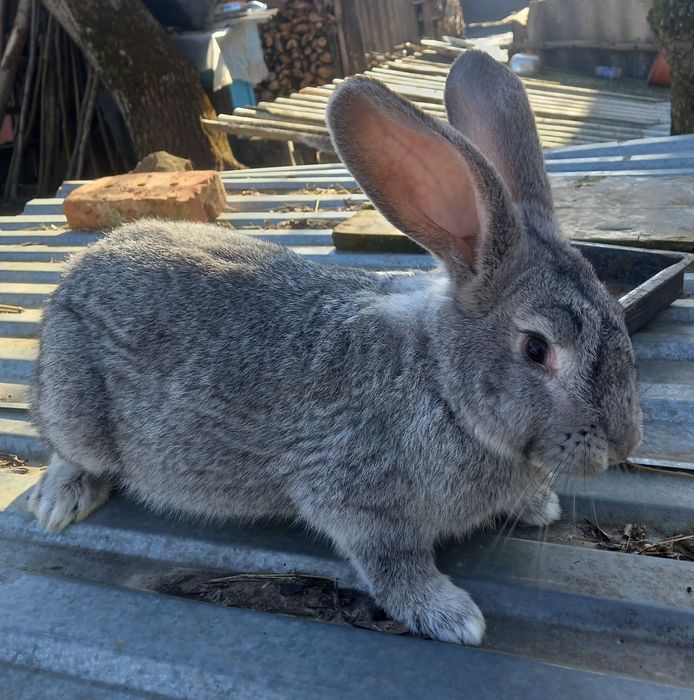 Кролі мішанці Шиншили.