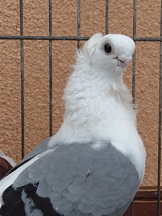 Mewa samczyki z 25 roku