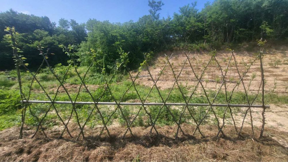 Живоплот жива огорожа посадка