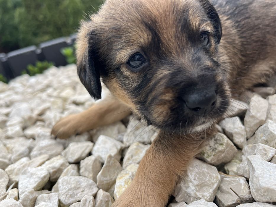 Oddam pieska w dobre ręce