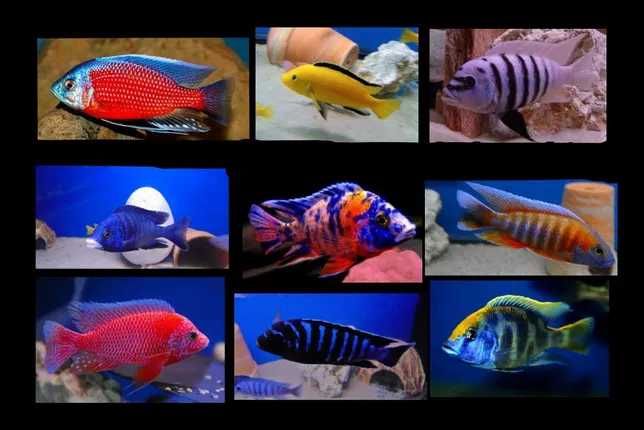 MISIEKZOO Pyszczaki - w ofercie około 25 gatunków już od 10 zł