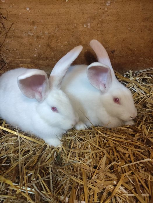 Królik Termondzkie Białe samce i samice