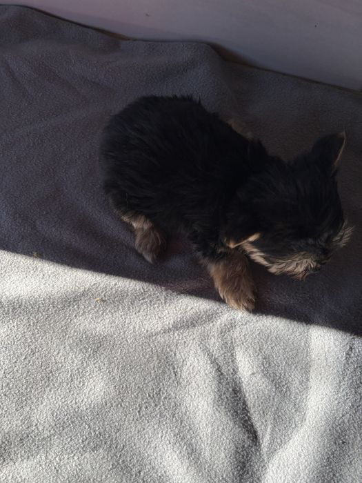 Morkie macho de pelo comprido