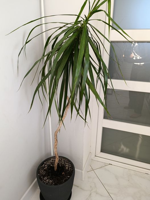 Драцена .Вазон..