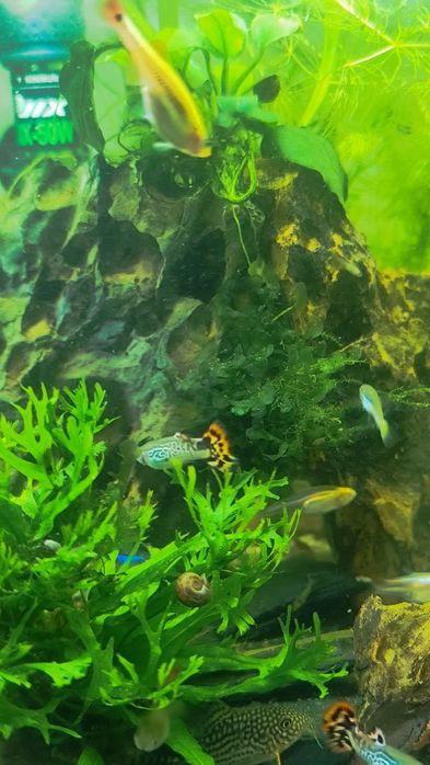 Guppies  criação
