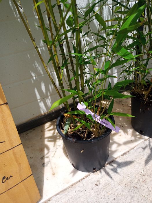 Bambus em vaso de 2 LT... Lindíssimos