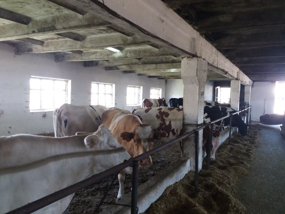 Продам крс на мясо на хозяйство