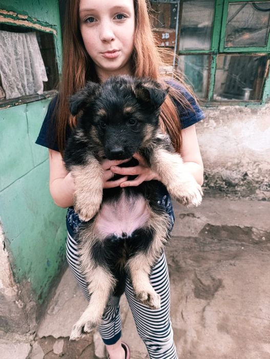 Щенкі німецької вівчарки