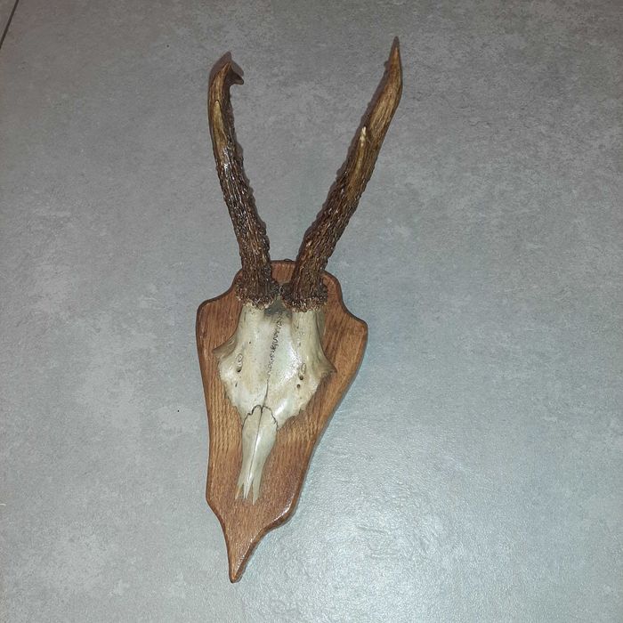 Poroża jelenia i łosia