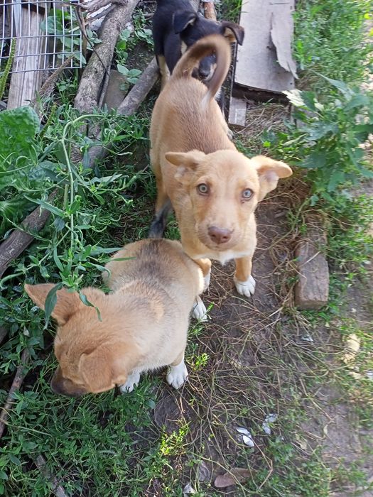 Цуценятка більгійці(малинуа)