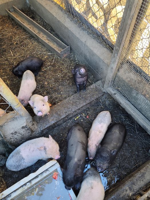 Porcos mini pig para venda