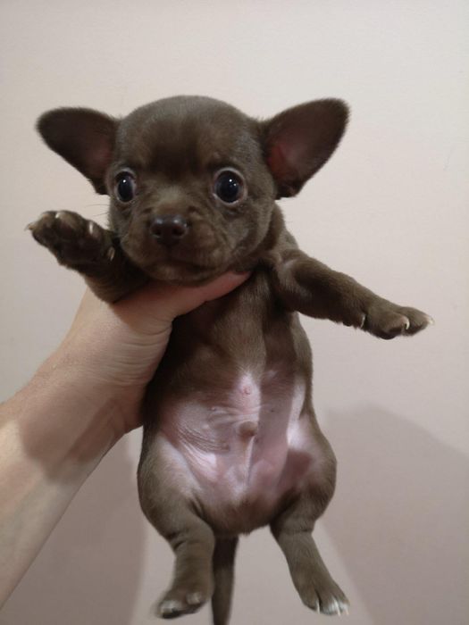 Вʼязка чихуахуа хлопчик 8 років шукає подругу