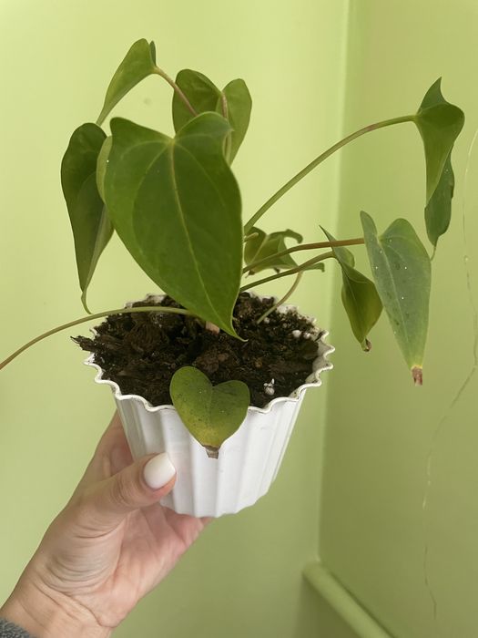 Вазони антуріум пальма фінікова бегонія колеус тещин язик