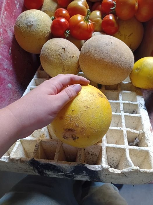Vendemos legumes