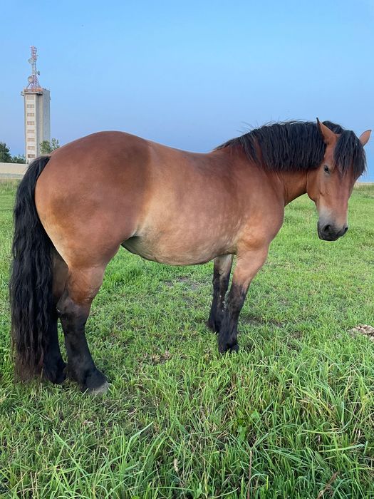 Klacz idealna w spokojny teren