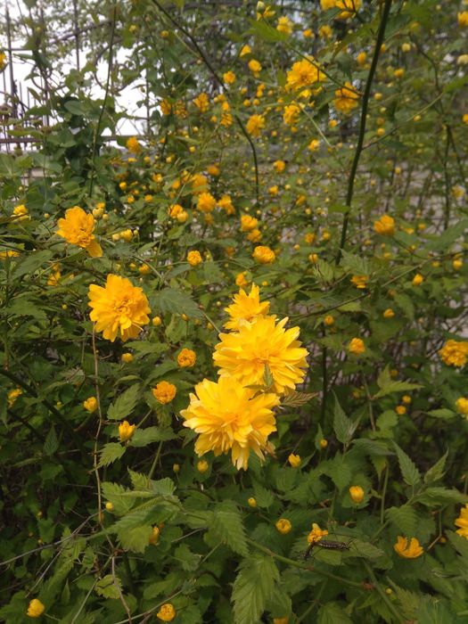 Керрия цветущий кустарник  весной  и во второй половине лета.