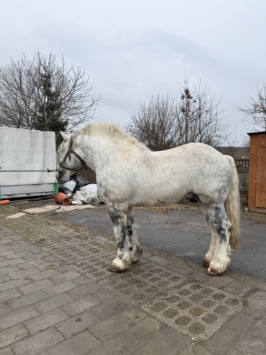 Ogier Perszeron Sokół PKZ