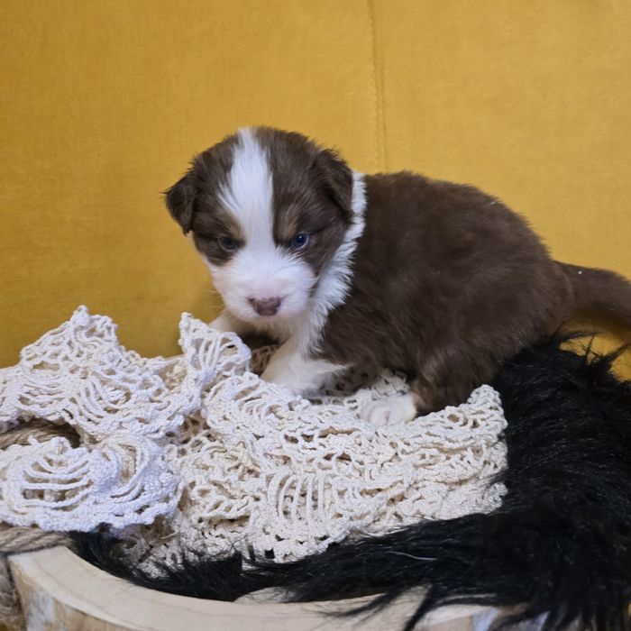 Owczarek australijski FCI samiec Macho