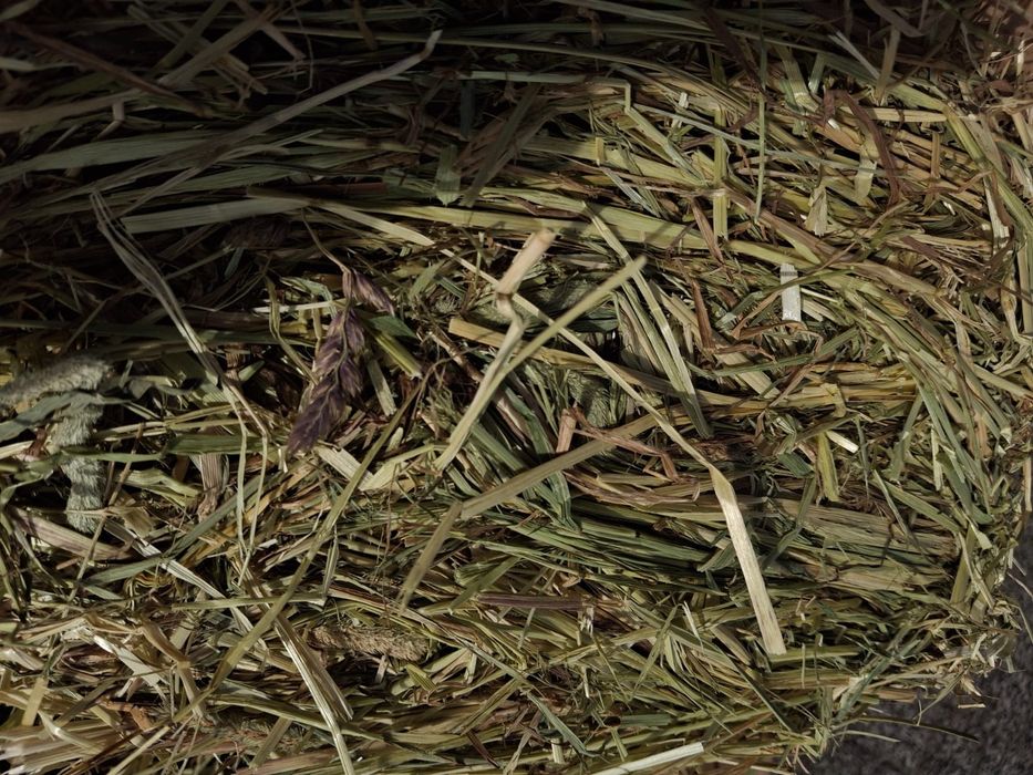 Bardzo grube I długie sianko z tymotką 6 kg