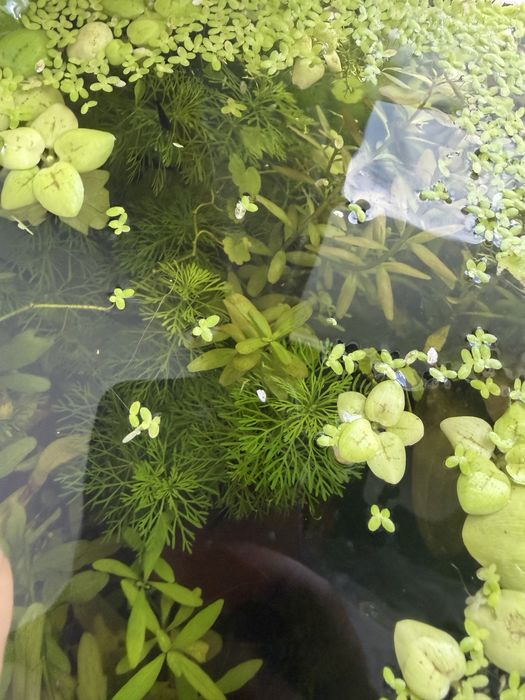 Limnofilia roslina