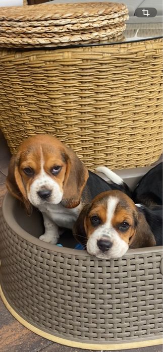 Beagle Tricolor! Wybitne z rodowodem!!