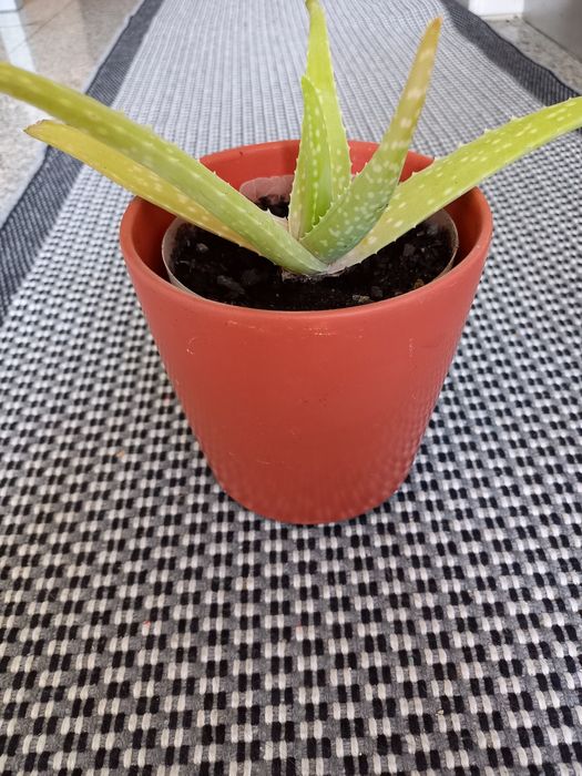 Plantas Aloe Vera